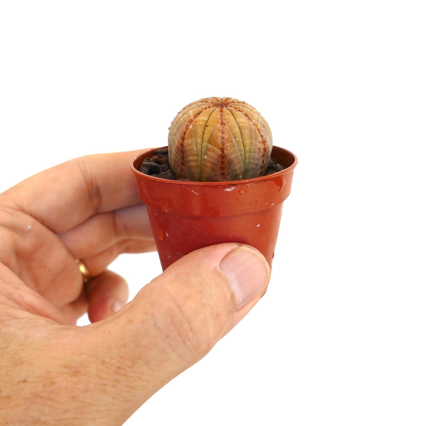 Euphorbia obesa piccola succulenta con corpo arrotondato e costolato dai toni marrone-arancioni