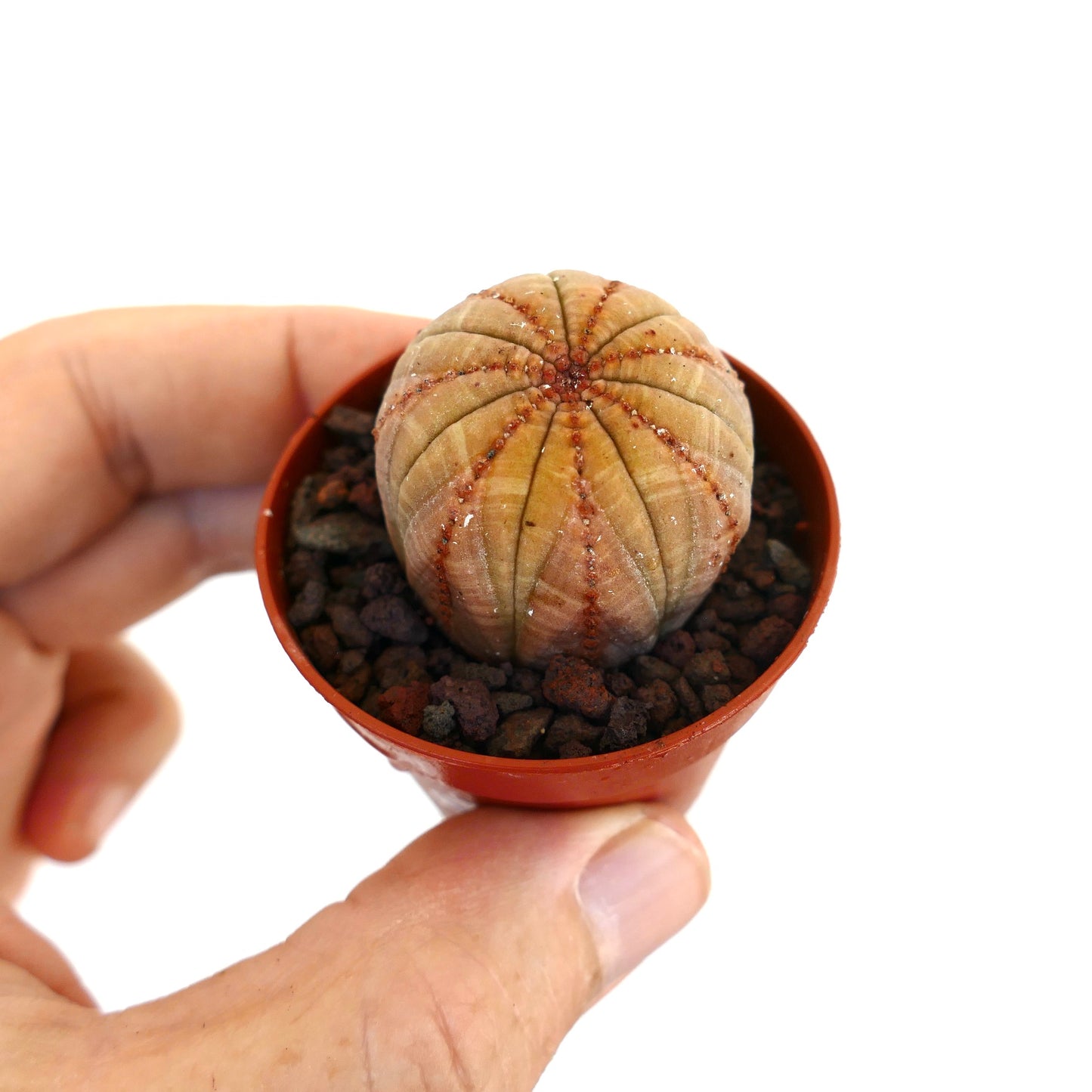 Euphorbia obesa piccola succulenta rotonda con costolature marrone-arancioni in un vaso tenuto a mano