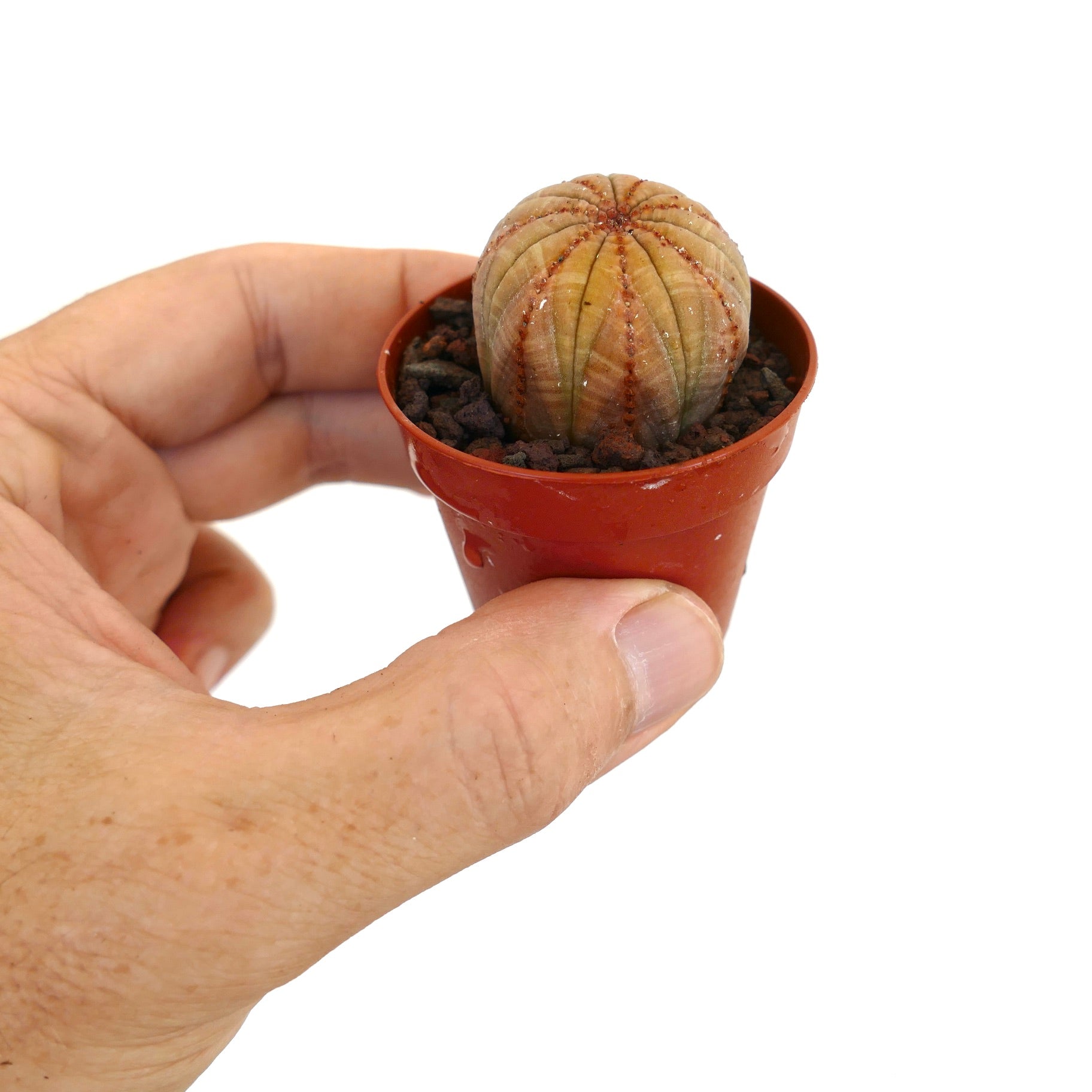 希少 ユーフォルビア オベサ 斑入り ユーフォルビア・オベサ | Botanical Archive | ユニークな多肉