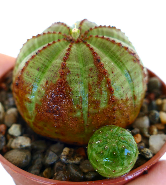 Primo piano di Euphorbia obesa in vaso, che mostra il suo corpo tondo e verde con costole verticali segnate da macchie marroni irregolari e file di protuberanze rosse, con un piccolo germoglio sferico alla base.