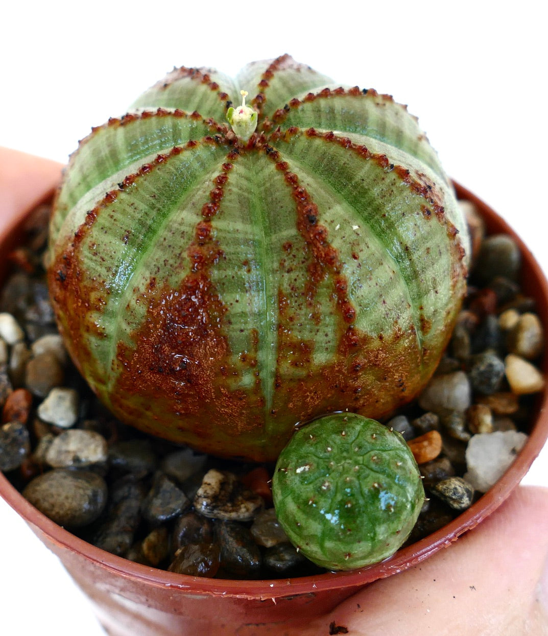 Euphorbia obesa vista di lato in un vaso con ghiaia, che mostra il suo corpo verde scanalato coperto da motivi marroni variegati e coronato da una piccola nuova crescita.