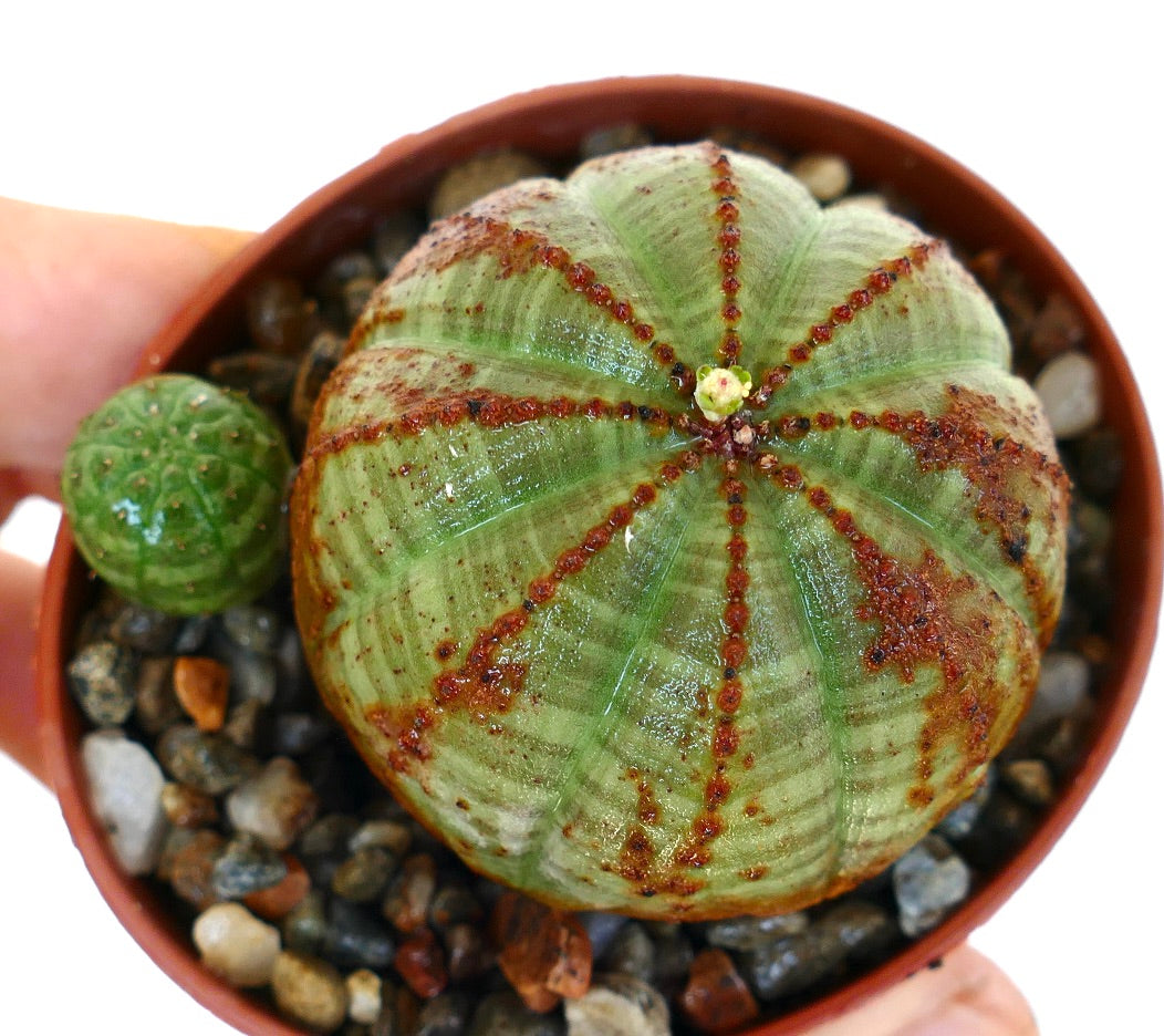 Vista dall'alto di Euphorbia obesa in un vaso, che mette in evidenza le sue costole simmetriche, le macchie rossastro-brune, il bocciolo centrale del fiore e un piccolo germoglio laterale che cresce accanto.
