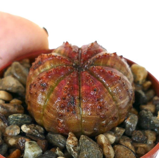 Succulenta Euphorbia obesa in vaso con ghiaia, che mostra un corpo arrotondato e costoluto con toni rosso scuro e verde e piccoli tubercoli rialzati.