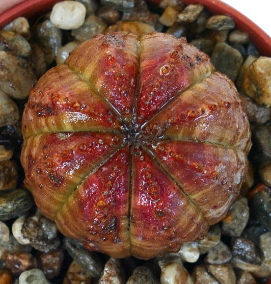Vista dall'alto di Euphorbia obesa, che mostra una succulenta sferica simile a un cactus con coste simmetriche, centro rosso scuro che sfuma verso i bordi verdi, e tubercoli punteggiati.