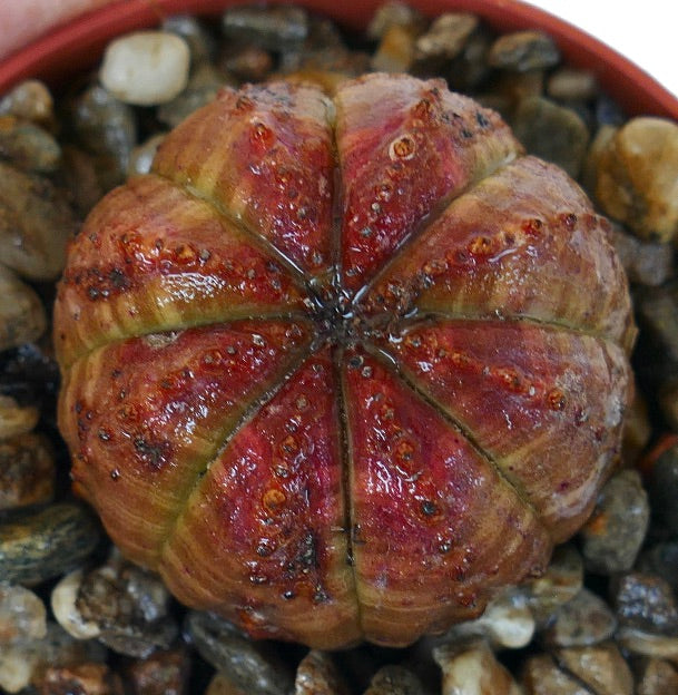 Vista dall'alto della pianta Euphorbia obesa, che mette in risalto la sua forma rotonda costeata, la ricca colorazione marmorizzata rossa e verde, e le file di piccoli tubercoli.