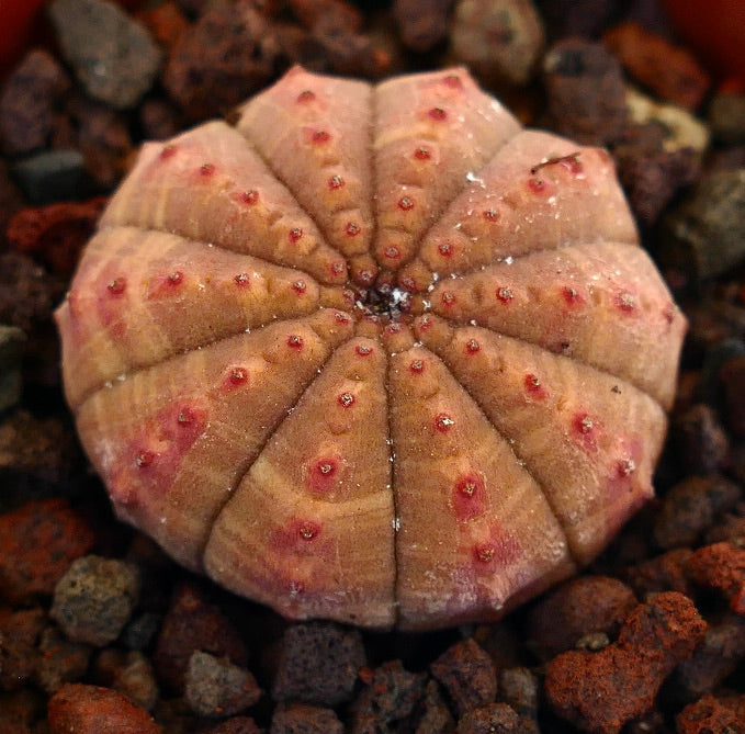 Euphorbia obesa succulent cactus with rounded ridges and reddish spots on textured surface