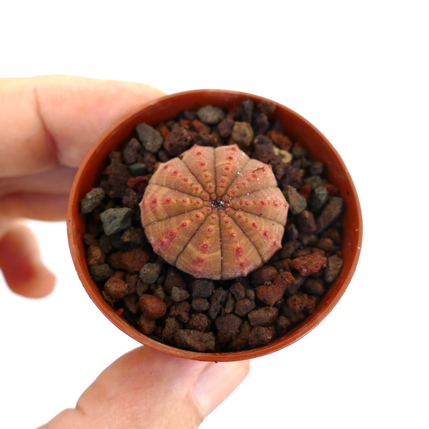 Euphorbia obesa small round succulent with ribbed structure and reddish spots in pot