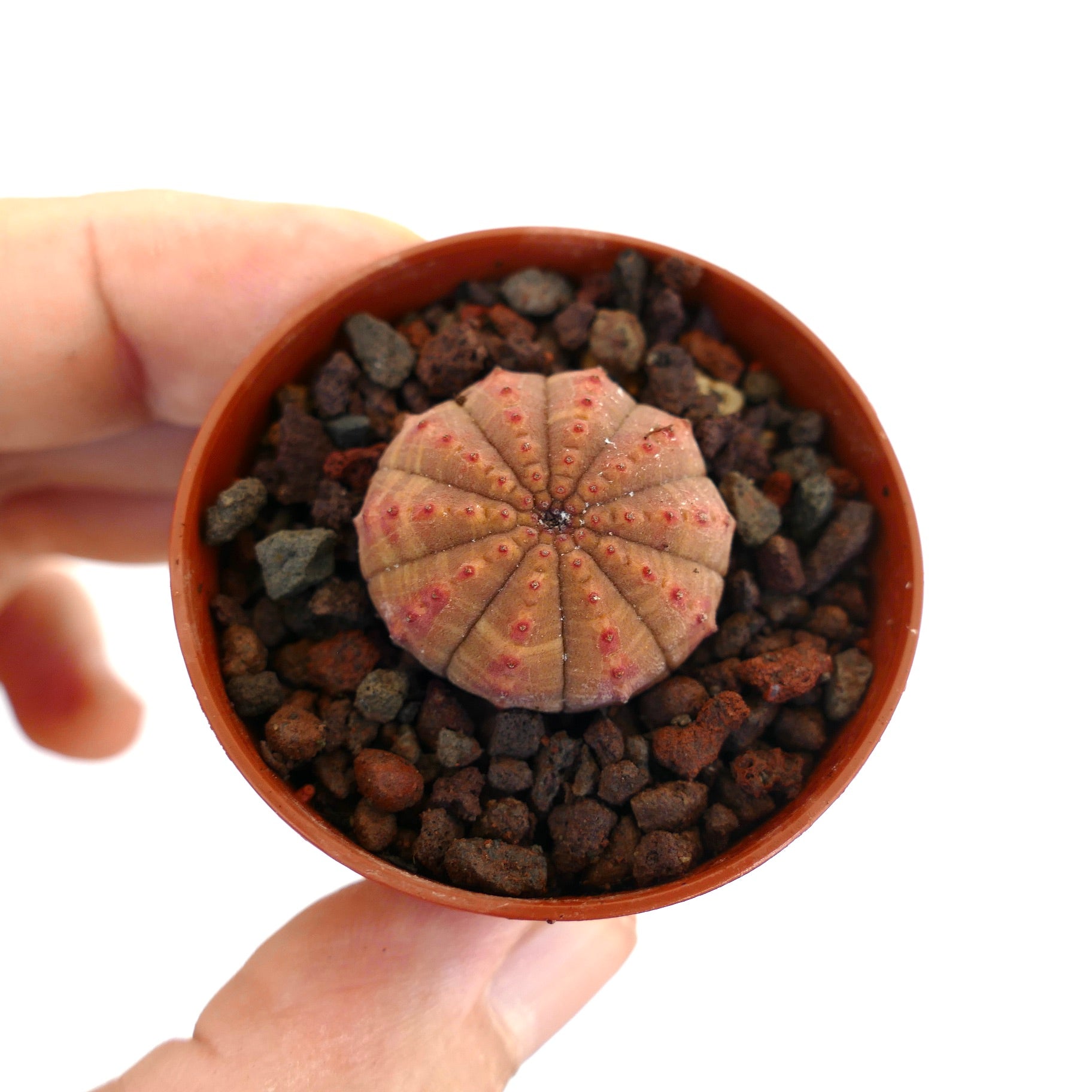 Euphorbia obesa small round succulent with ribbed structure and reddish spots in pot