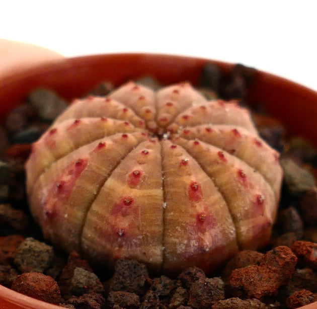 Euphorbia obesa rare succulent with rounded ribbed brownish body and red spots