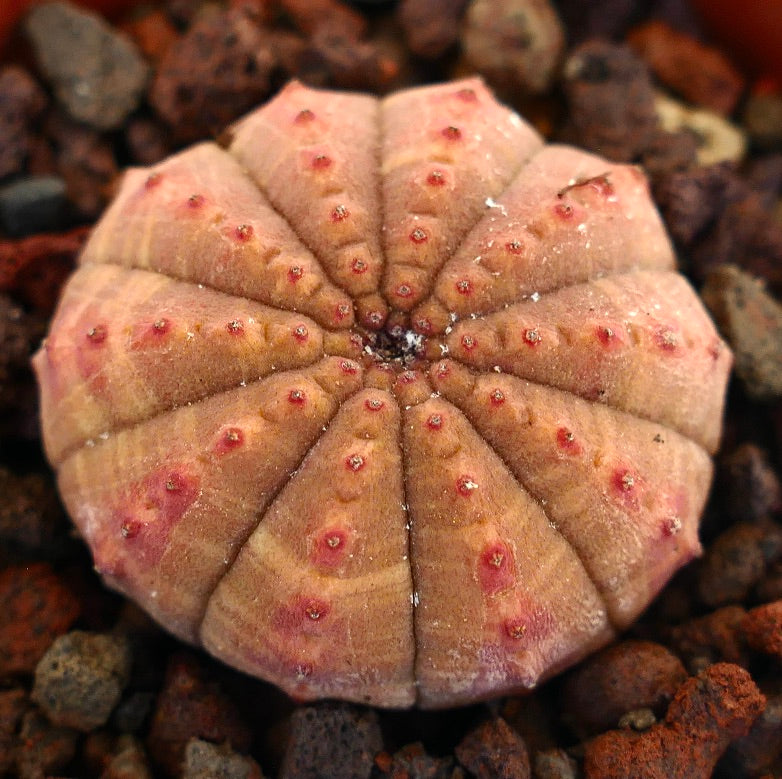 Euphorbia obesa succulent cactus with rounded ribs and reddish tubercles on soil background