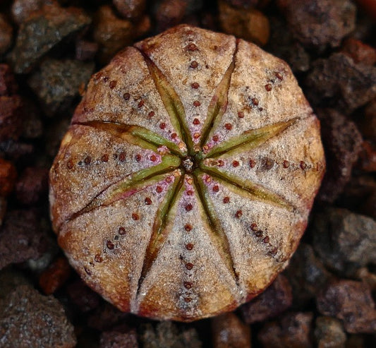 Euphorbia obesa rare succulent with brown scarred textured surface and green star pattern