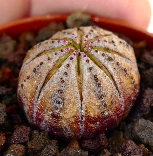 Euphorbia obesa succulent with rounded ribbed body and brown scarred texture