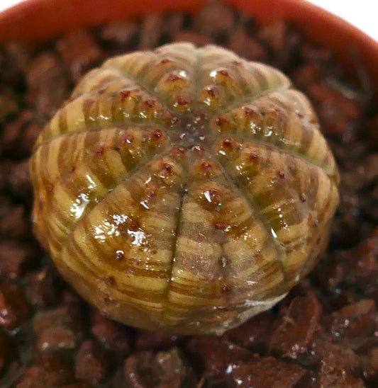 Euphorbia obesa sukulent med brunstripet mønster og avrundet ribbestruktur