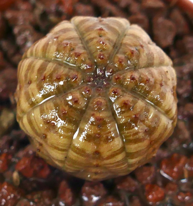 Euphorbia obesa sukkulent med avrundet ribbet kropp og små rødaktige knoller