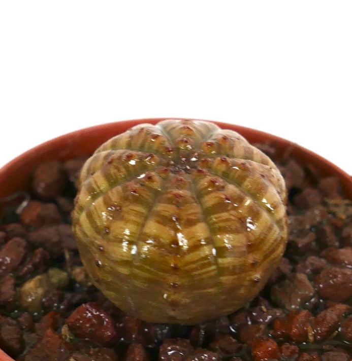 Euphorbia obesa sukkulent med avrundet ribbet kropp og glanset brun-grønn tekstur