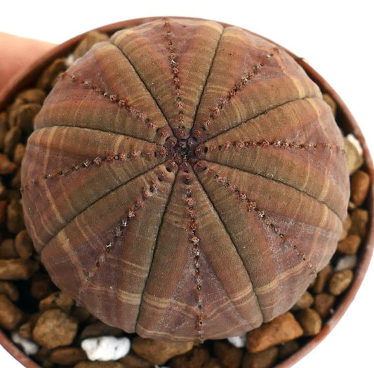 Euphorbia obesa succulent with rounded ribbed body and brown striped pattern