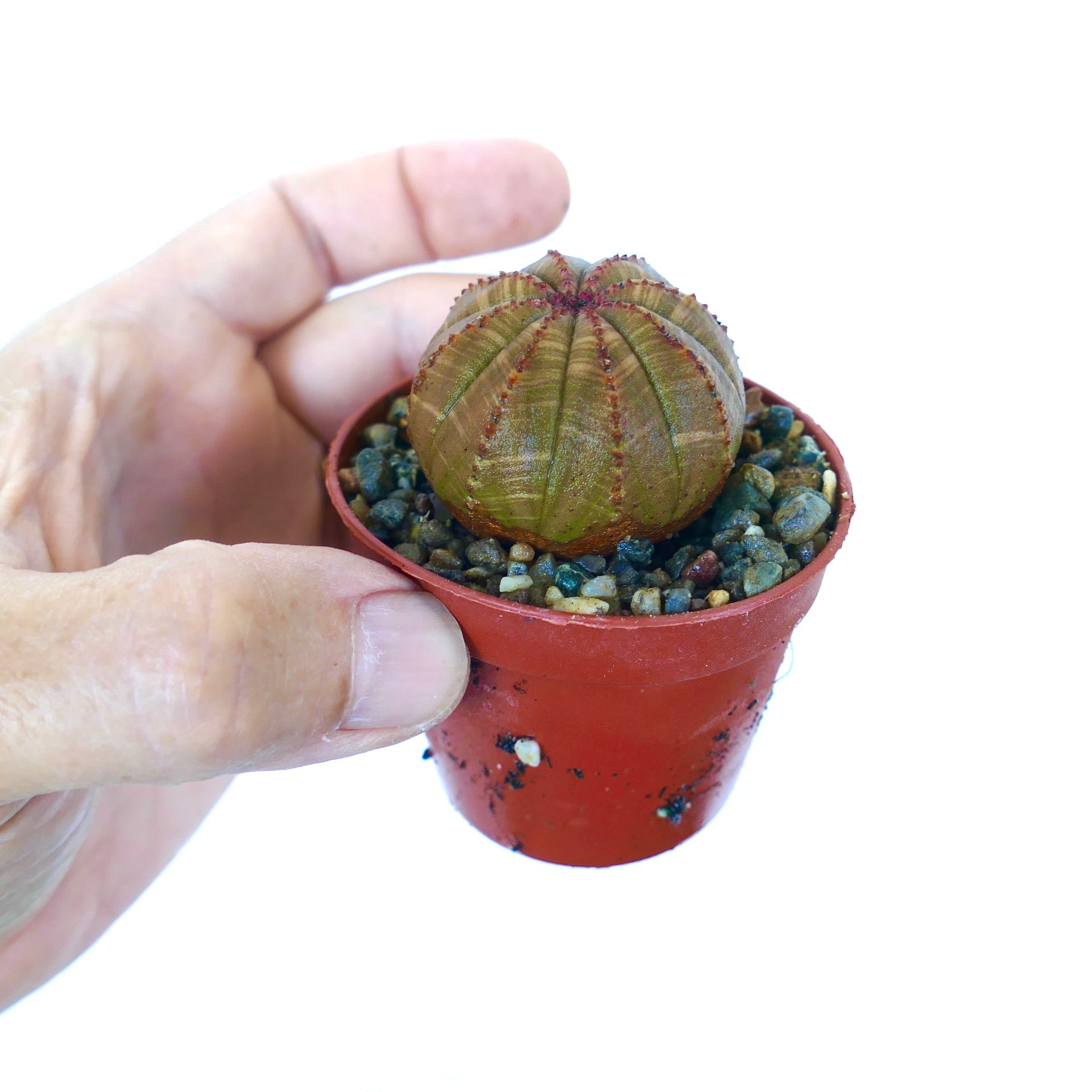 Mano che tiene una succulenta Euphorbia obesa in vaso, piccola pianta sferica con tonalità marrone-verdi, lievi striature e struttura costoluta, coltivata in terreno ghiaioso.