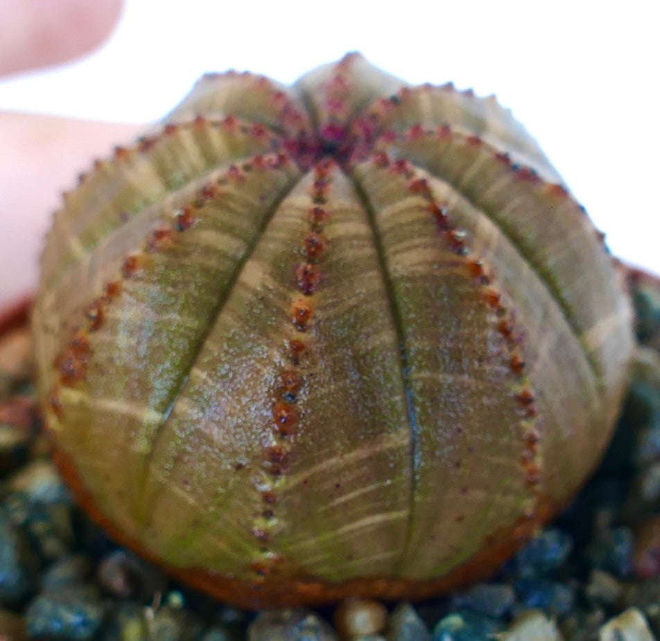 Primo piano di Euphorbia obesa succulenta, forma sferica arrotondata con superficie marrone, lievi striature verdi e costolature verticali marcate da creste punteggiate.