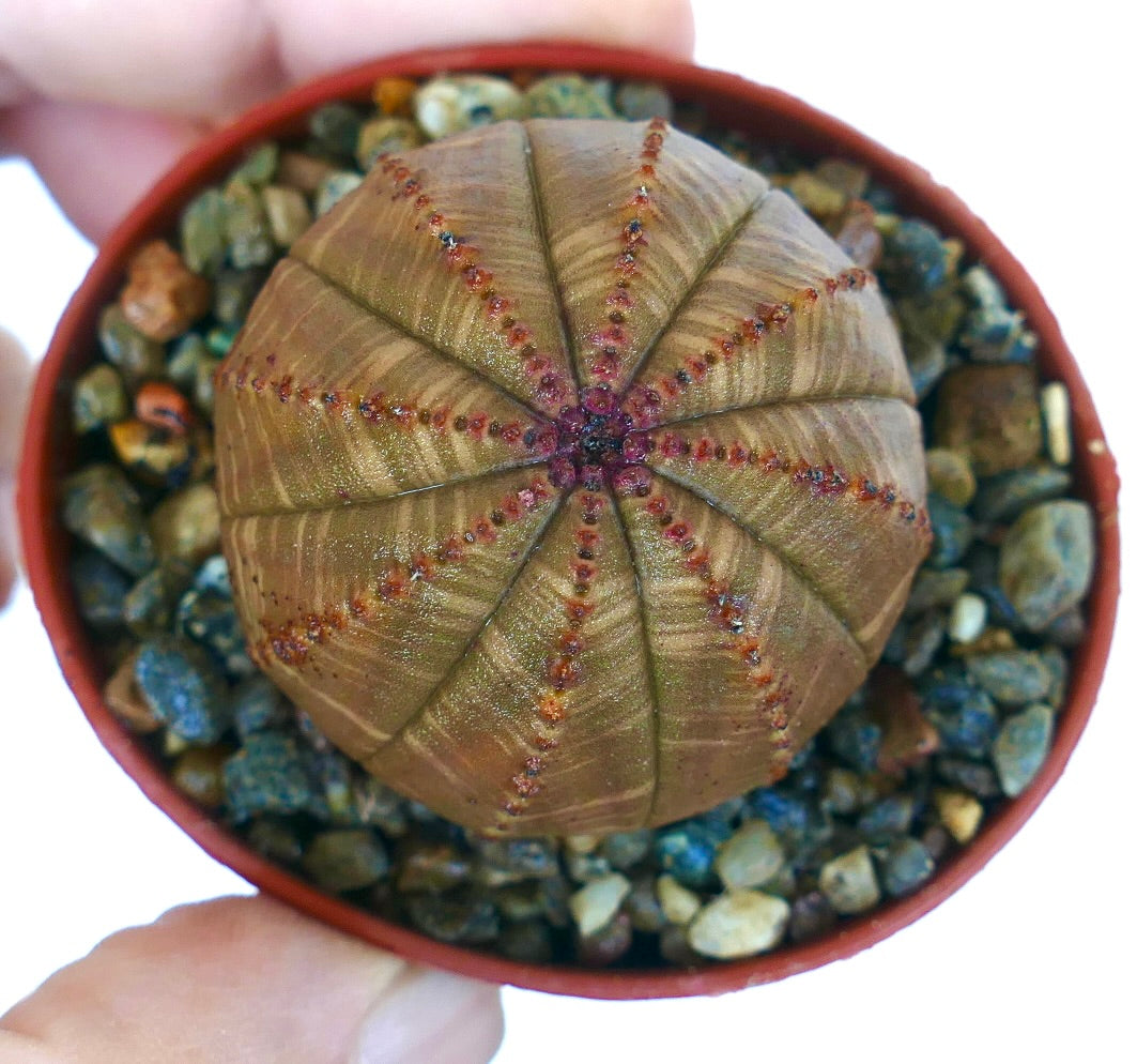 Vista dall'alto di Euphorbia obesa marrone leggermente striata, succulenta sferica simile a un cactus con costole simmetriche, sottili striature orizzontali e linee punteggiate rosso-marroni.