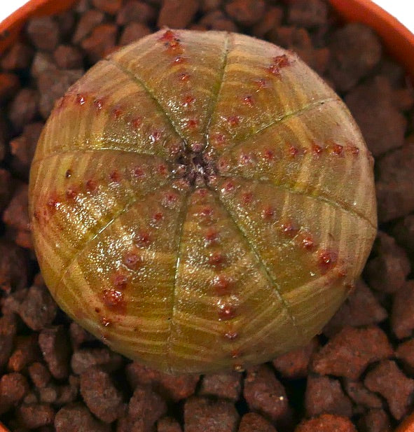 갈색 줄무늬와 작은 빨간 융기가 있는 유포르비아 오베사 다육식물