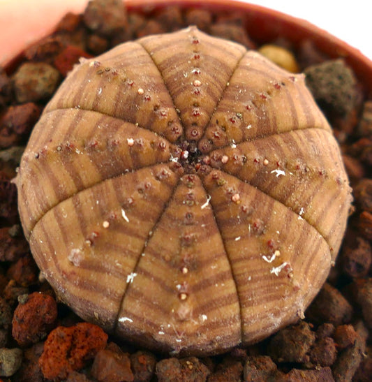 Euphorbia obesa succulent cactus with brown striped pattern and rounded shape