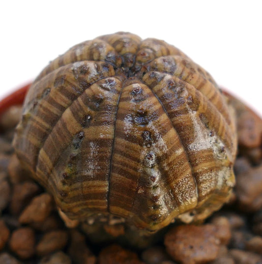 Succulenta Euphorbia obesa con corpo costolato a strisce marroni e superficie texturizzata