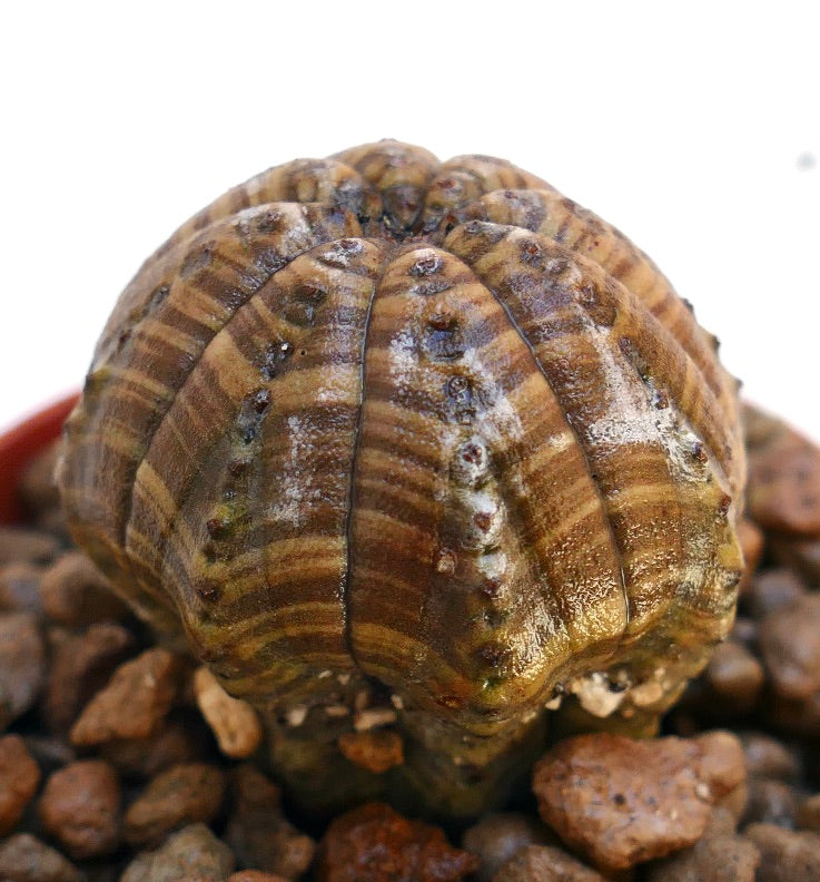 Succulenta Euphorbia obesa con corpo rigato marrone a coste e superficie testurizzata