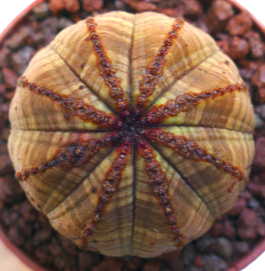 茶色の縞模様と質感のある稜線が特徴のユーフォルビア・オベサ 多肉植物 鉢植え