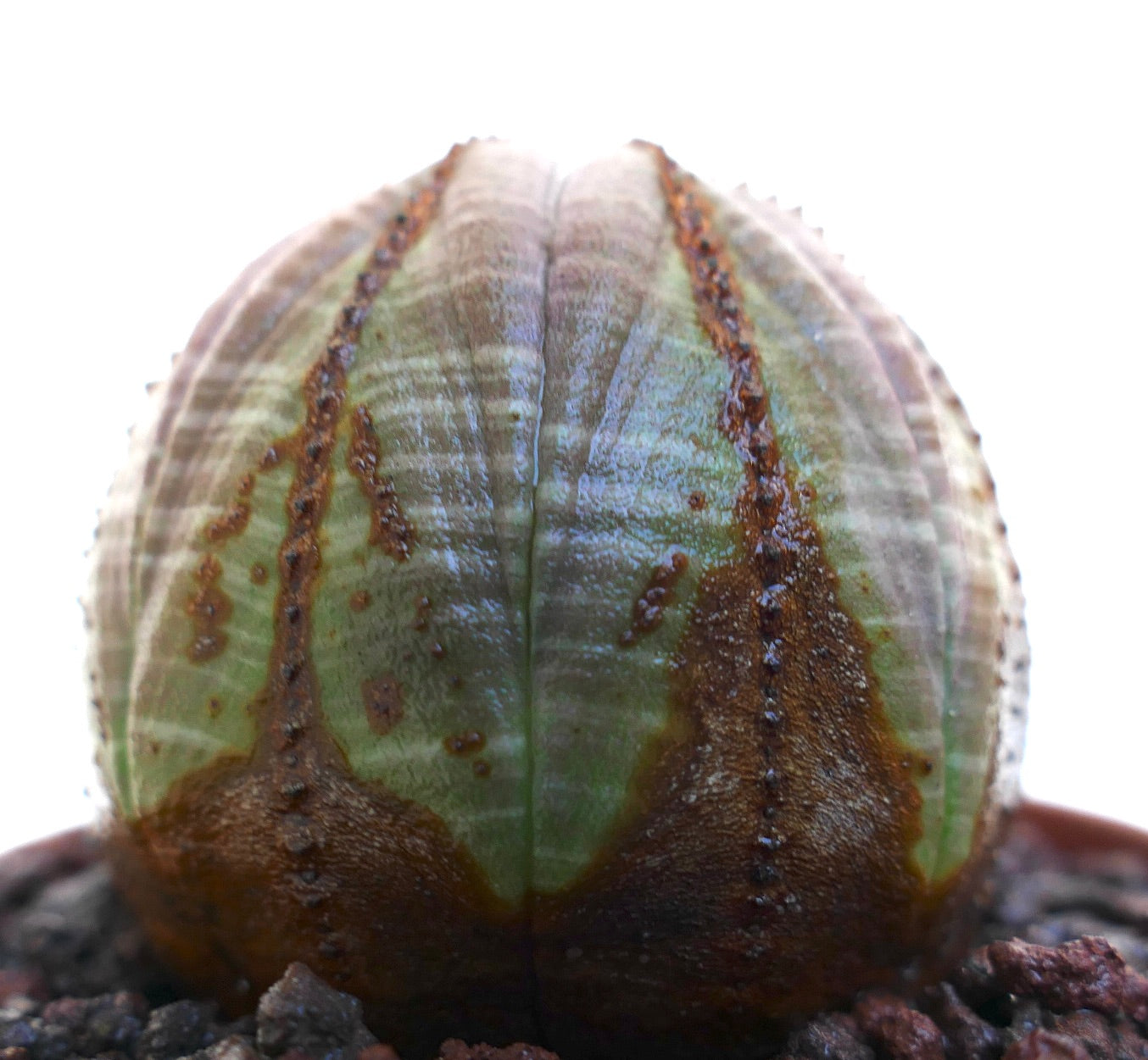 Euphorbia obesa succulent with rounded shape and distinctive brown striped pattern on ribs