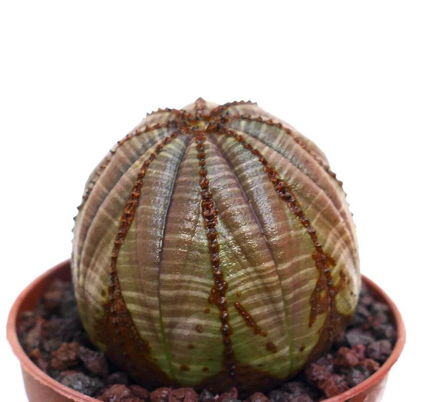 Euphorbia obesa succulent cactus with rounded ribbed body and brown striped pattern