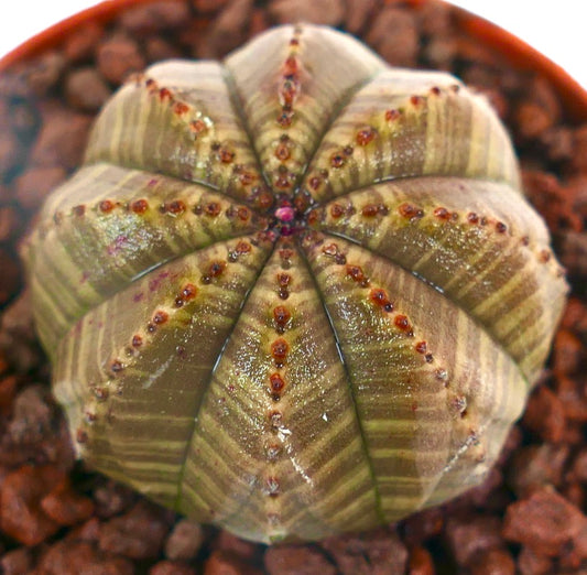 Euphorbia obesa sukkulent kaktus med brunstripet mønster og små rødlige knoller