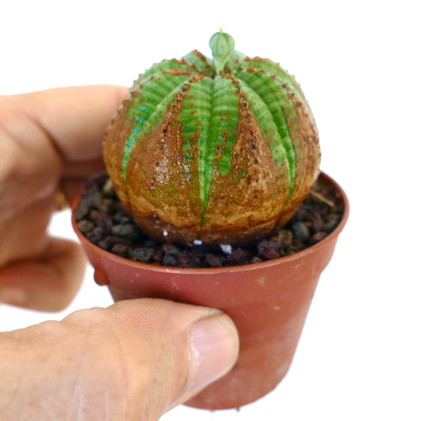 Vista laterale di Euphorbia obesa in vaso, che mostra il suo corpo verde costolato con grandi segni marroni a forma di V e un piccolo bocciolo di fiore femminile sulla sommità.