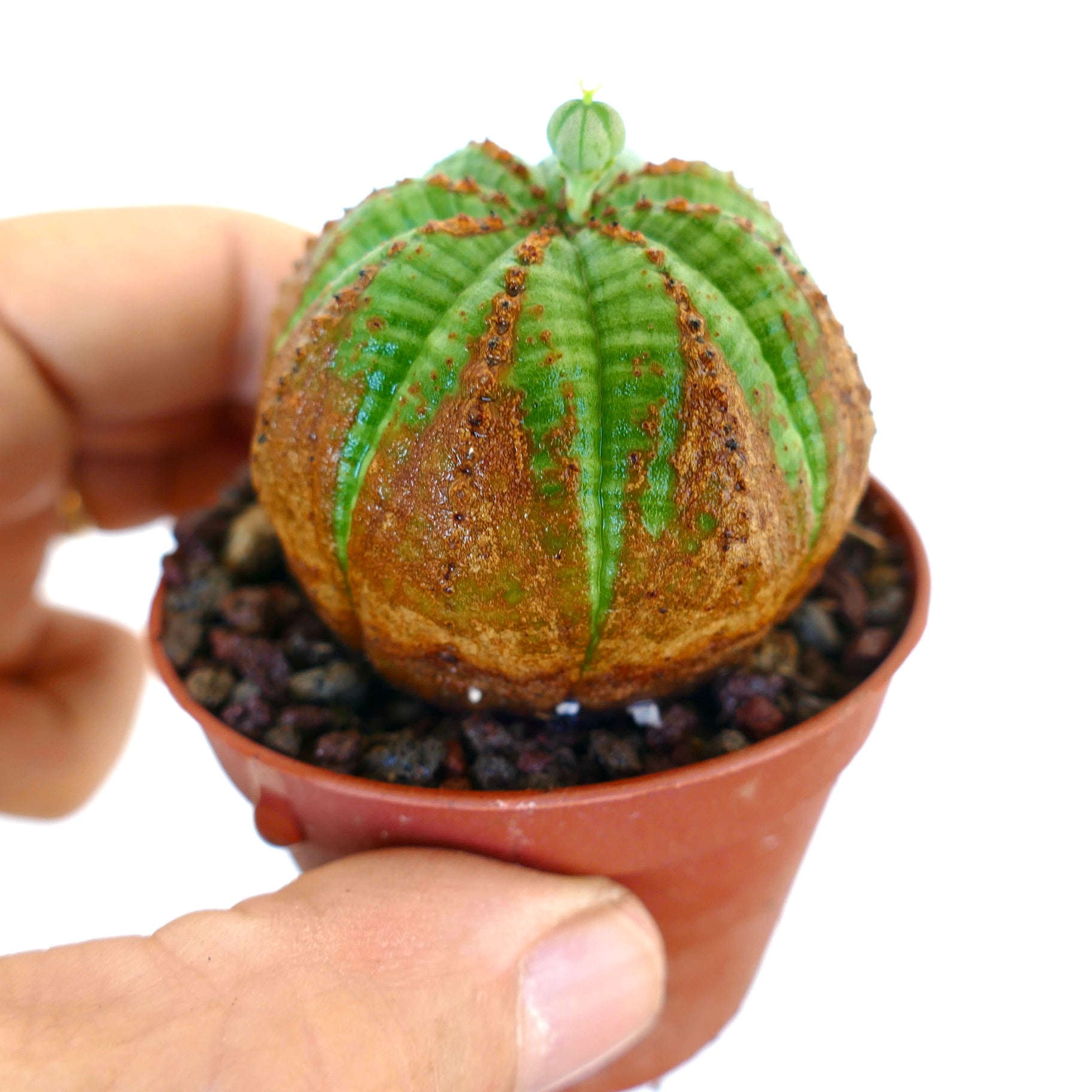 Vista angolata di Euphorbia obesa, che mette in risalto la sua forma sferica verde con marcature marroni lungo le costole e un fiore femminile in sviluppo sulla sommità.