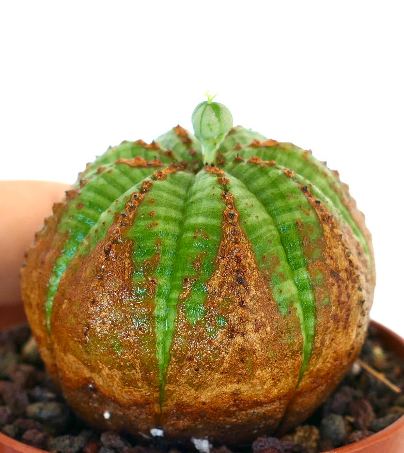 Primo piano laterale di Euphorbia obesa, che mostra il suo corpo rotondo con coste e distinti segni marroni a forma di V, e un singolo fiore femminile sulla sommità.