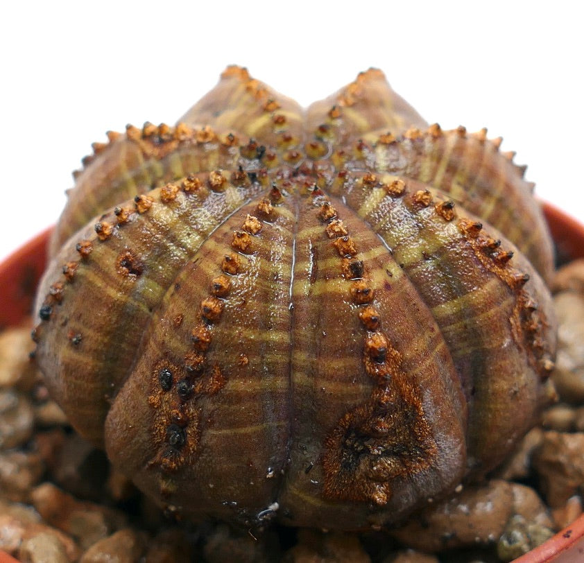 Euphorbia obesa, cactus succulento con costole arrotondate e superficie marrone strutturata