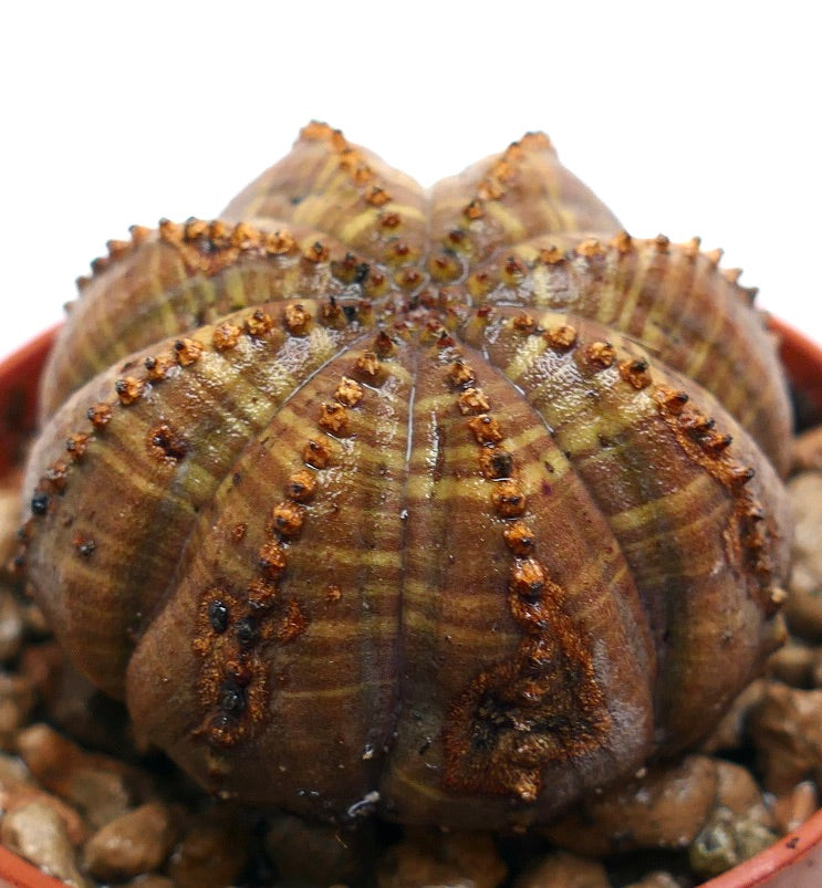 Succulenta Euphorbia obesa con coste arrotondate e superficie marrone distintiva e strutturata