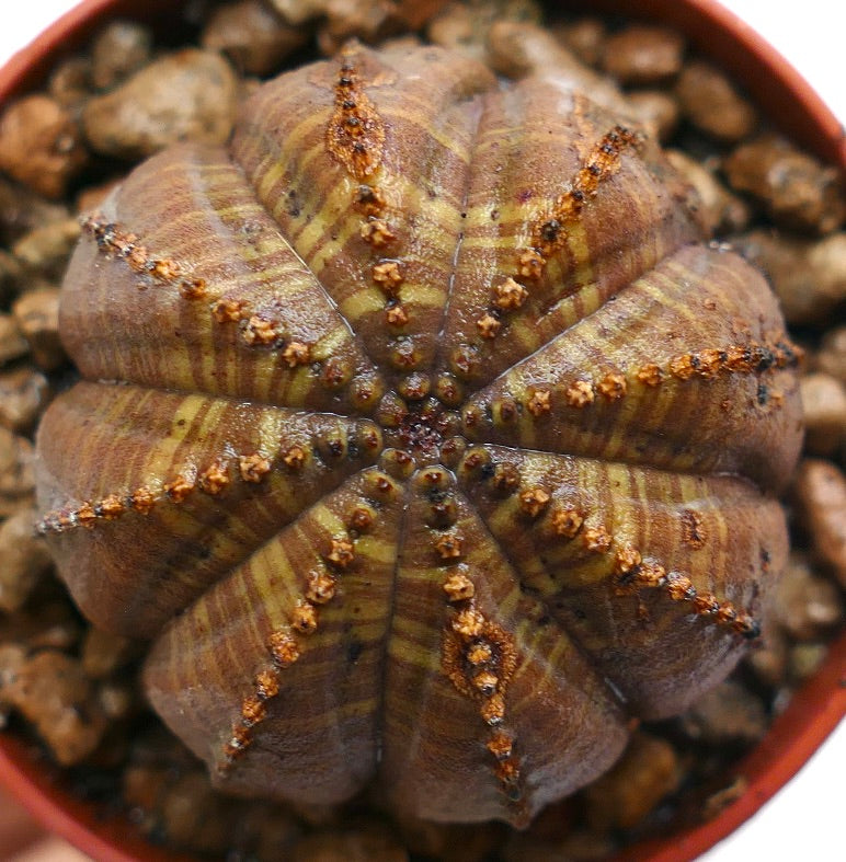 Succulenta Euphorbia obesa con costolature arrotondate e superficie marrone texturizzata in vaso