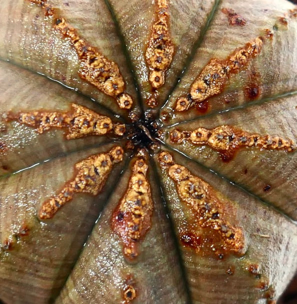 Euphorbia obesa sukkulent kaktus med strukturerte brune riller og unike markeringer