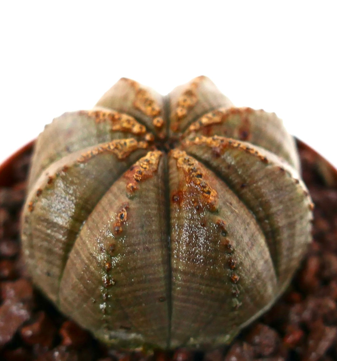 Euphorbia obesa sukkulent kaktus med rund kropp med ribber og brune teksturerte merker på toppen