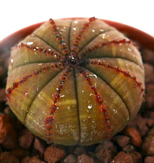 Euphorbia obesa sukkulent kaktus med avrundet form og røde spisser på ribbene på brun kropp