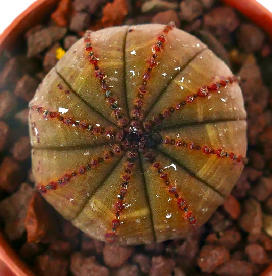 Euphorbia obesa sukkulent med avrundet form og tydelige rødrandede ribber i potte