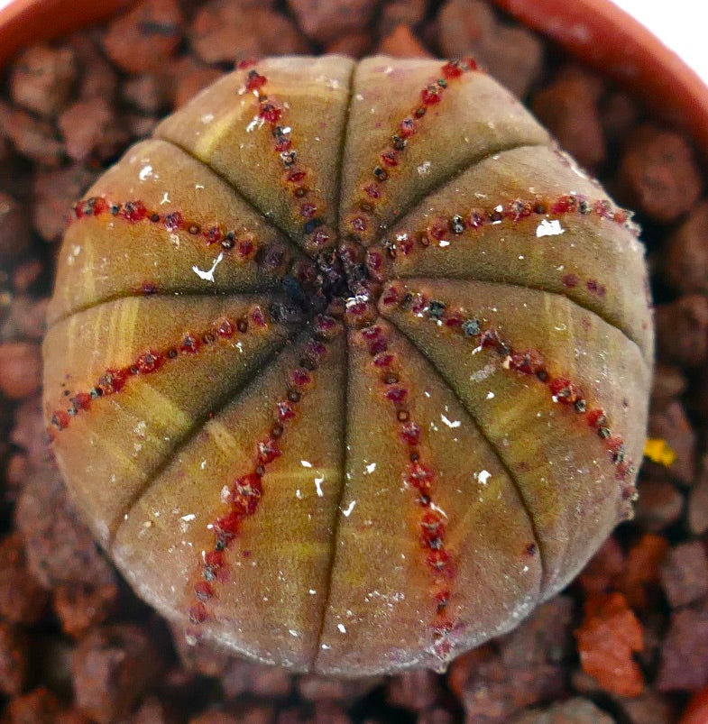 Euphorbia obesa sukkulent med avrundet form og rødrandede åser i steinete jord