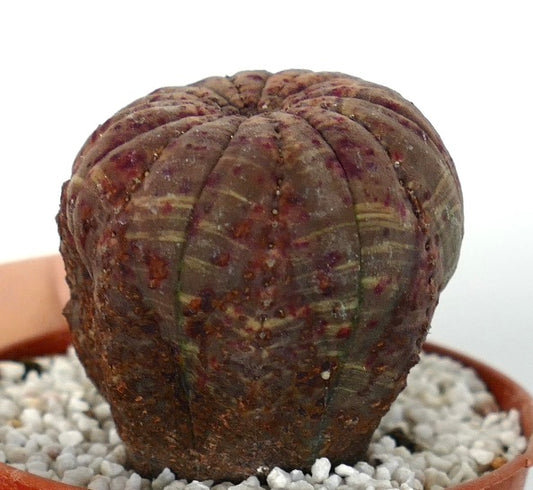 Euphorbia obesa rare succulent with rounded ribbed body and red spotted texture