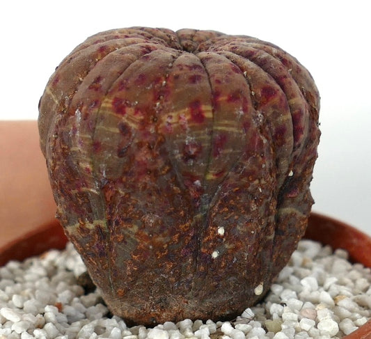 Euphorbia obesa succulent cactus with brownish body and red spot variegation in pot