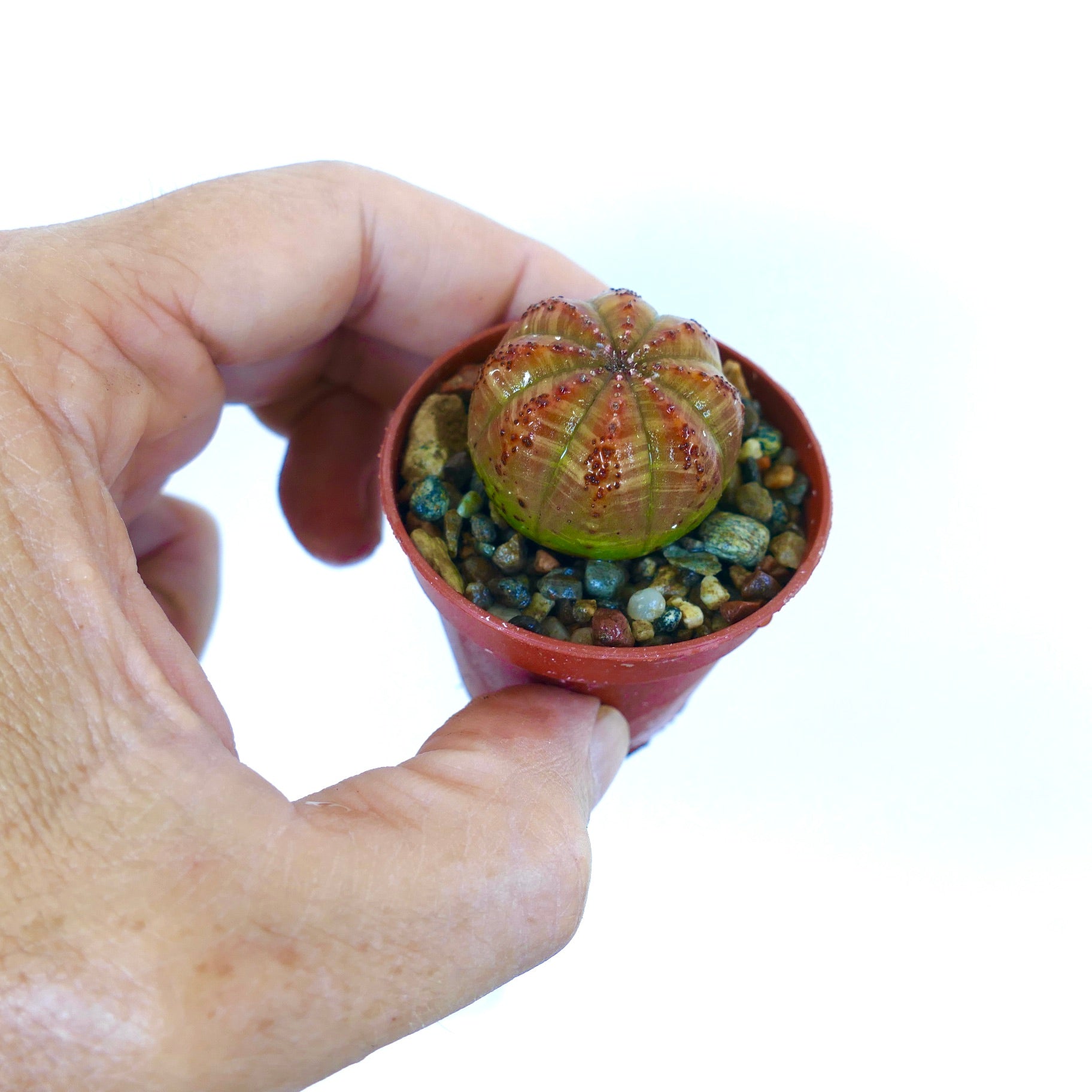 Hand holding a small pot with Euphorbia obesa, a spherical succulent with ribbed segments, green base, and reddish-brown upper body marked with tubercles.