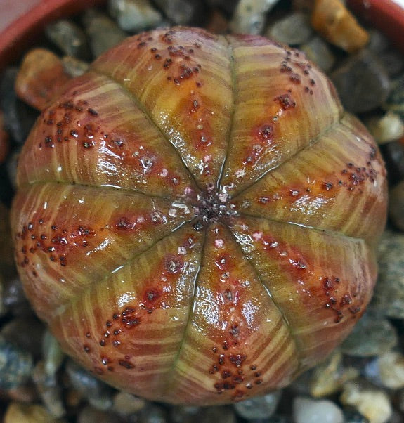 Top view of Euphorbia obesa showing its rounded ribbed structure, brownish-red tones with faint green stripes, and small dotted tubercles along each ridge.