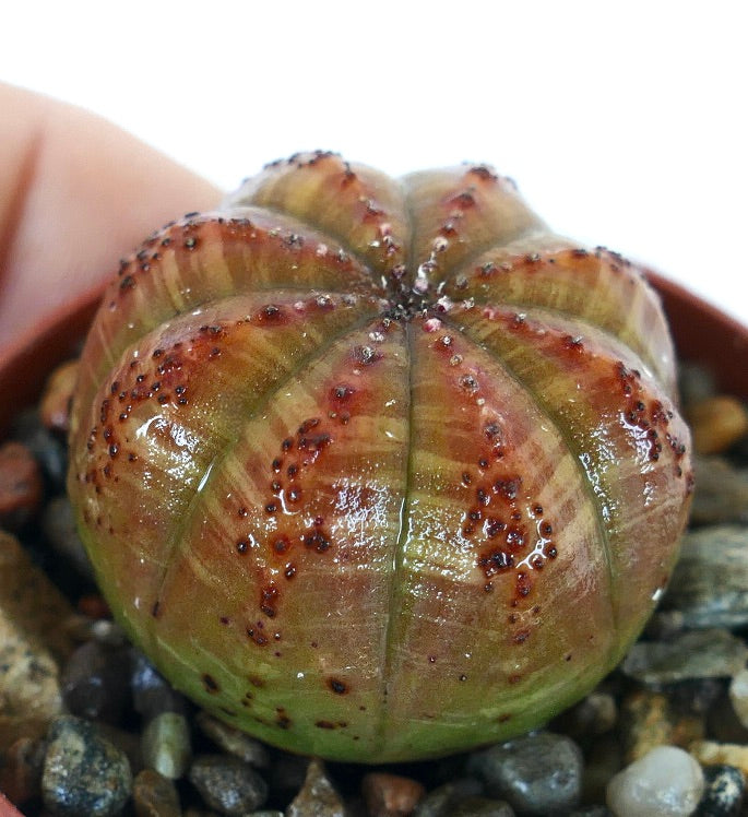Side view of Euphorbia obesa succulent, highlighting its ball-like form with green lower body fading into red-brown upper ribs with raised tubercles.