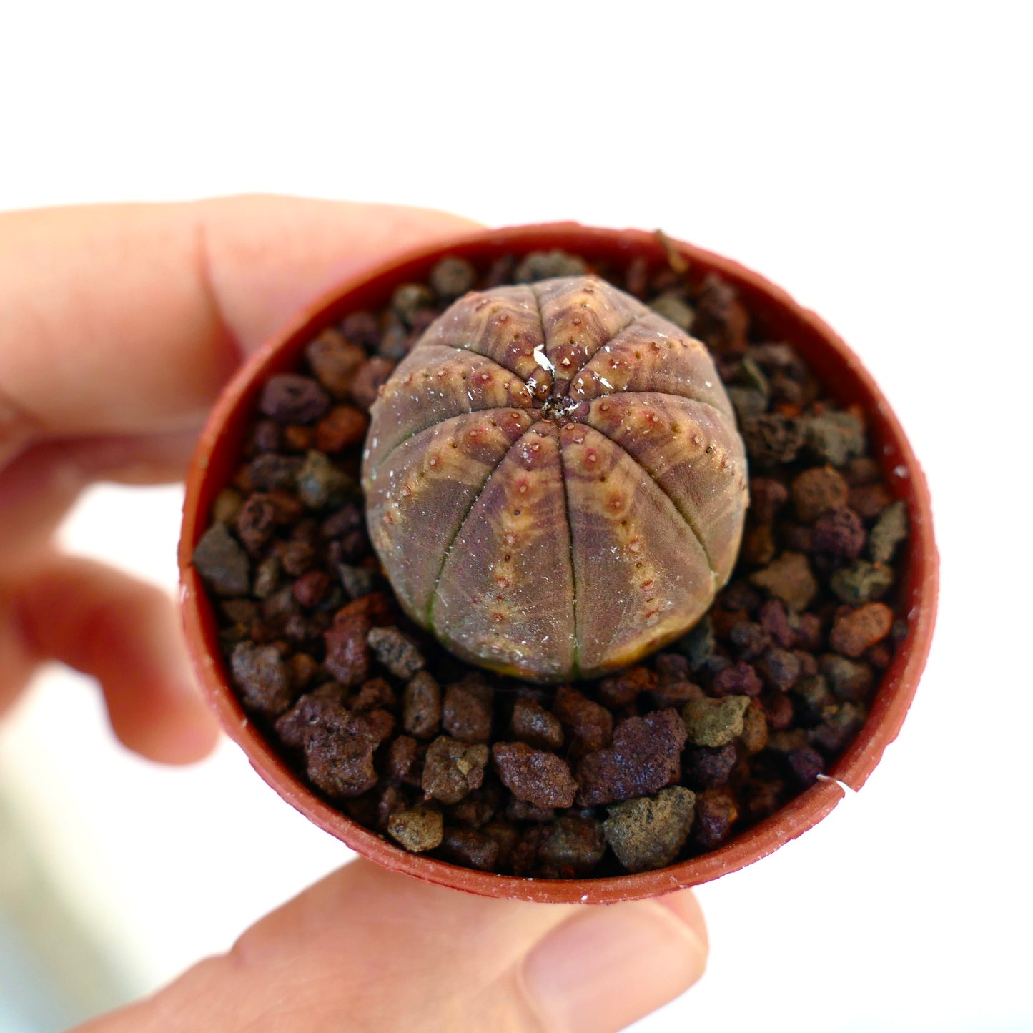 Euphorbia obesa liten rund sukkulent med brunlige toner og subtile gule markeringer i potte