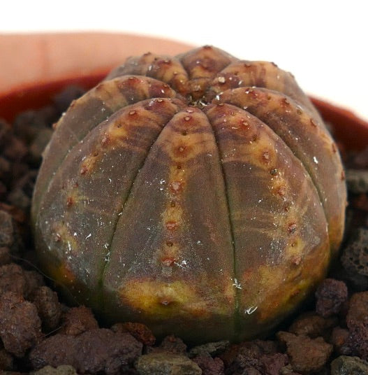 Euphorbia obesa sjelden sukkulent med brun og gulflekkete rund kropp