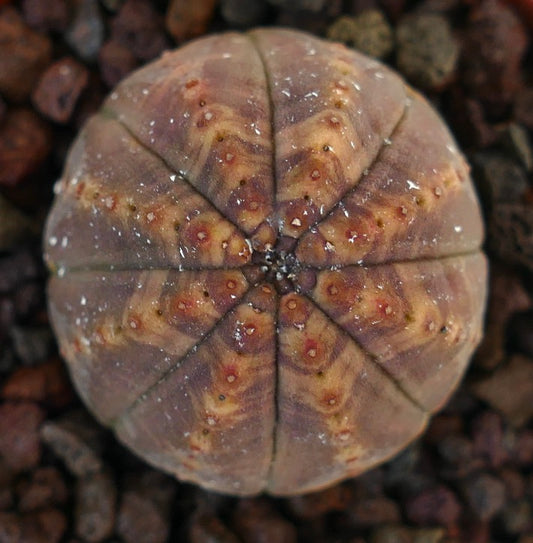 Euphorbia obesa succulent with round shape and subtle yellow v-shaped markings on brown surface